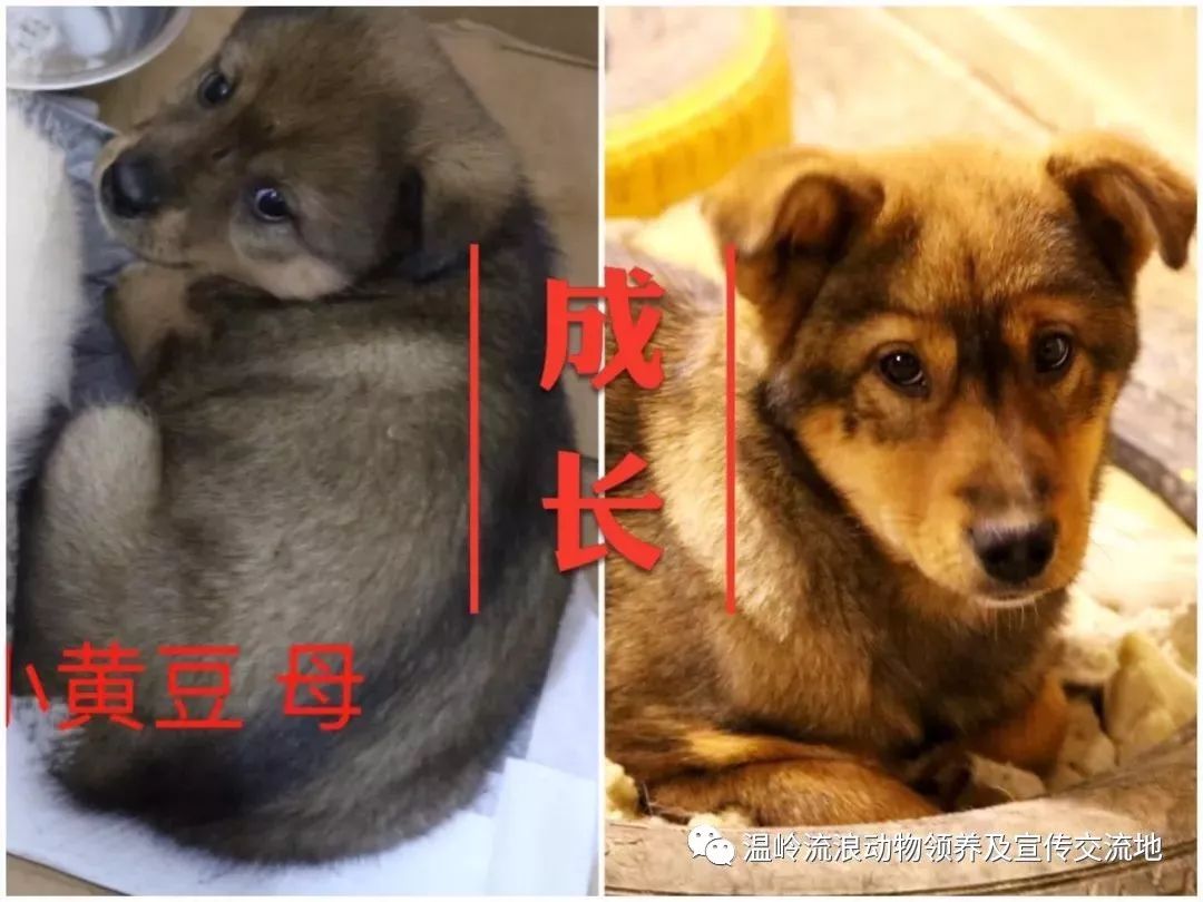 新澳门一码一肖一待一中四不像