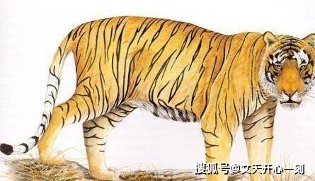 管家肖的生肖属性，探寻背后之神秘面纱，揭秘管家肖生肖属性背后的神秘面纱